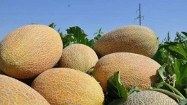 Дыня Узбекская